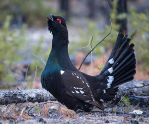 Сойр (Нургийн сойр)